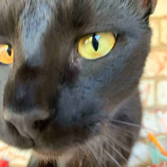 Like this post to be notified of my shows 😺 - Picture 2 of 11